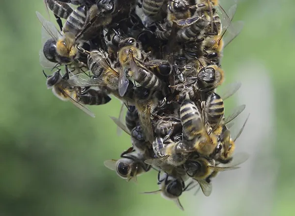 Ponašanje pčela u roju
